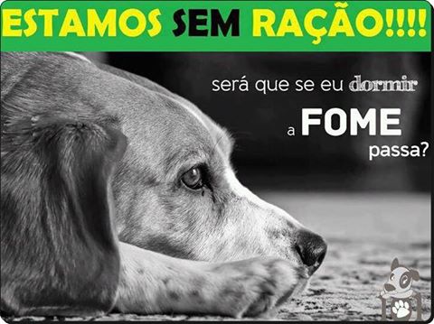 A Turma do Abrigo pede ajuda da população para alimentar cães e gatos (Foto: Reprodução)